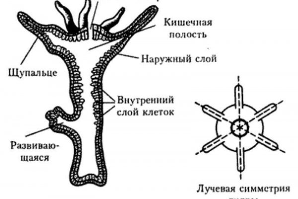 Kraken рабочее зеркало